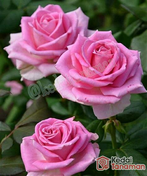 Gambar Tanaman Bunga Mawar Pink Gambar Bunga