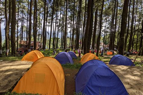 Camping Di Tengah Rimbunnya Hutan Pinus Nglimut