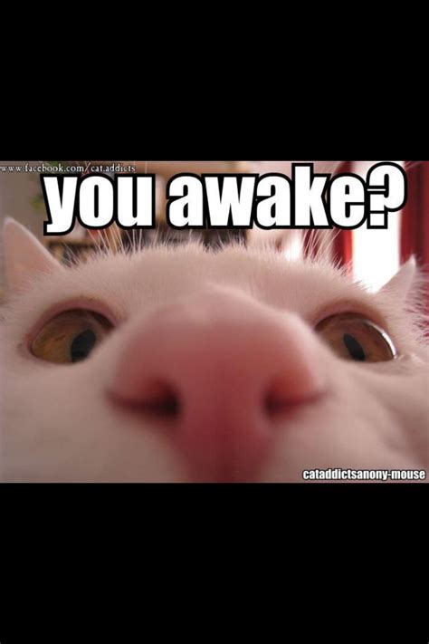 Lol Cat Wake Up Call Cute Cats Photos Haha Funny Funny Cats