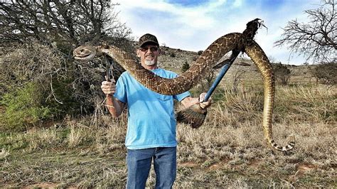 Largest Western Diamondback Rattlesnake On Record Ucb