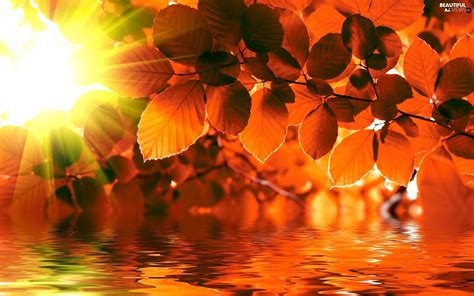 Autumn Sun Rays Wallpapers Wallpaper Cave