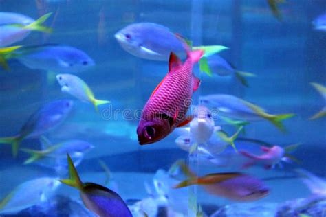 Tropical Pink Fish In The Aquarium Amazing And Beautiful Underwater