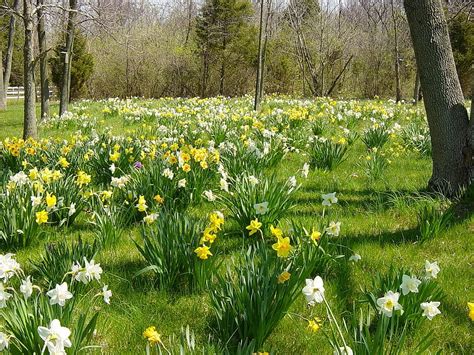 Daffodils Meadow Daffodils Yellow Nature White Meadow Hd