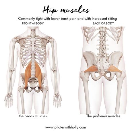 In the meanwhile, your hip flexors, quadriceps and lumbar muscles remain tight to keep you in an upright position. The SITTING SPINE An increase of the natural curve in the lower back that can come from tight ...