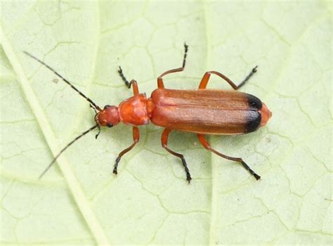 Common Red Soldier Beetle Rhagonycha Fulva · Inaturalist