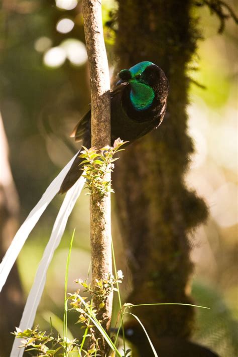 Ribbon Tailed Astrapia Most Beautiful Bird Of Paradise