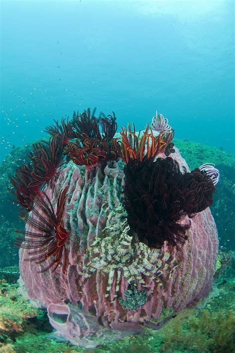 17 Best Images About Sea Fan Pen Reef And Sponge On Pinterest Change