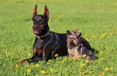 Free Photo Doberman Yorkshire Terrier Dogs Free Image On Pixabay