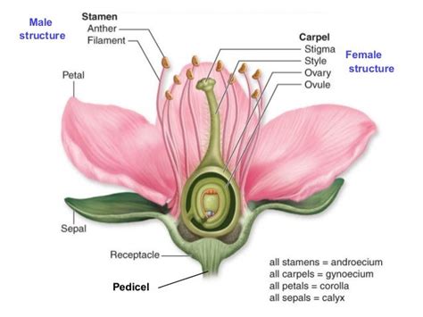 Male And Female Parts Of A Flower And Their Functions Reproduction In Flowering Plants This