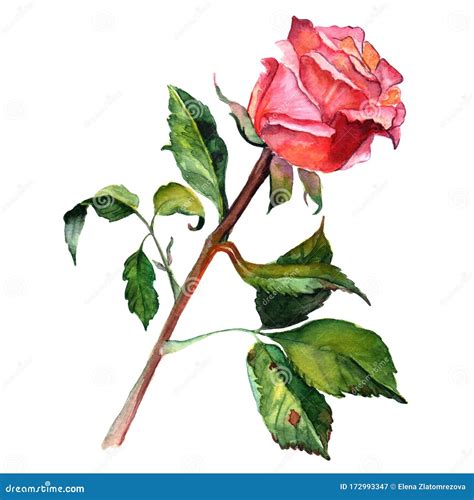 Watercolor Rose Flower Botanical Illustration Stock Illustration