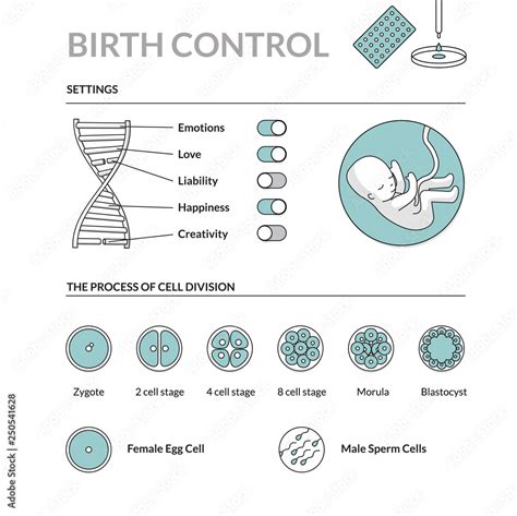 Human Fetus Dna Settings And Process Of Cell Division Futuristic