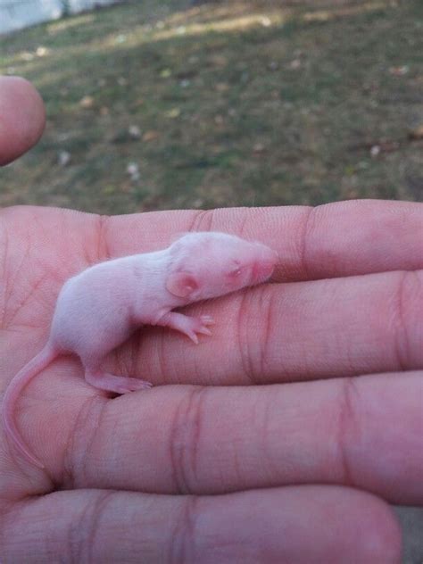 Unlike deer, the males have no. Three day old baby mouse | Baby mouse, Animals, Deer