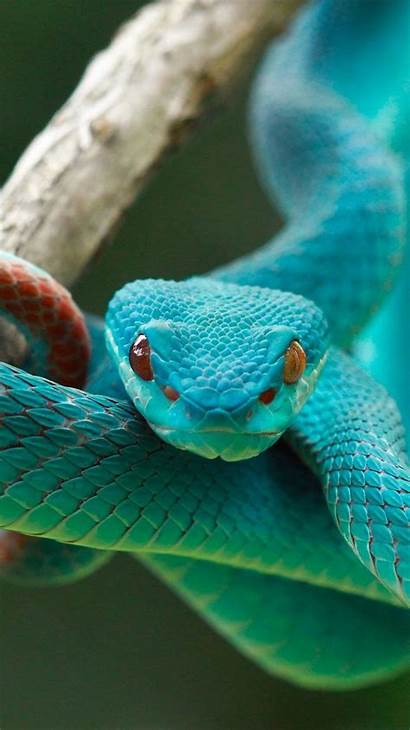 Snake Snakes Wallpapers Animals Iphone Cool Wild