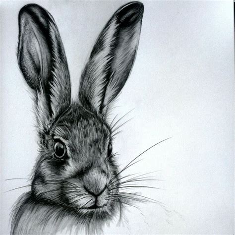 Hare Graphite Sketch Year Of The Rabbit Rabbit Drawing Pencil