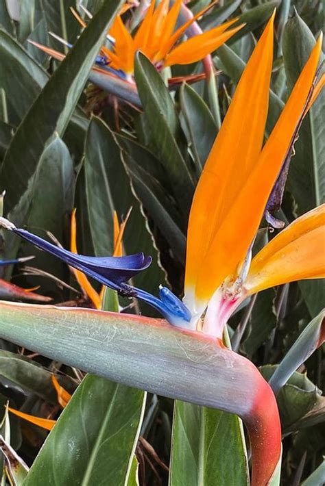 Strelitzia Plant Seeds Seeds Plantshopme