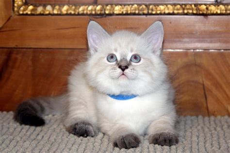 Get your cute and healthy siberian kittens at best siberian kittens today. Siberian Kittens available for sale | Stellenbosch ...