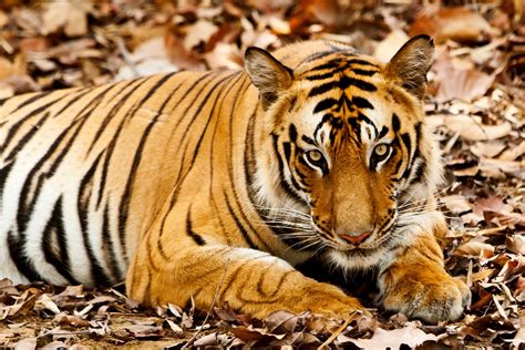 Bengal Tigers In Bandhavgarh National Park