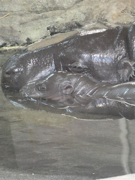 Baby Pygmy Hippo Huckleberry With Mom Holly Berry Zoochat