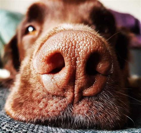 10 Fascinating Facts About Your Dogs Nose You Need To Know Dogalyo