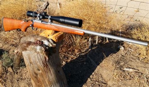 Review And Hunt Report With The Cz Model 512 Semi Auto 22 Magnum Rifle