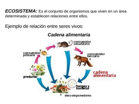 La Variedad De Los Seres Vivos Y Sus Interacciones Biodiversidad La