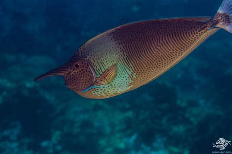 Palefin Unicornfish Facts And Photographs Seaunseen