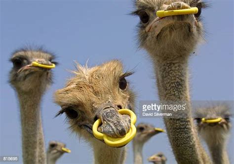 Ostrich Syndrome Photos And Premium High Res Pictures Getty Images