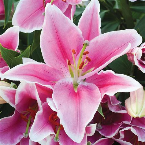 Lily Wallpapers Pink Lily 18155