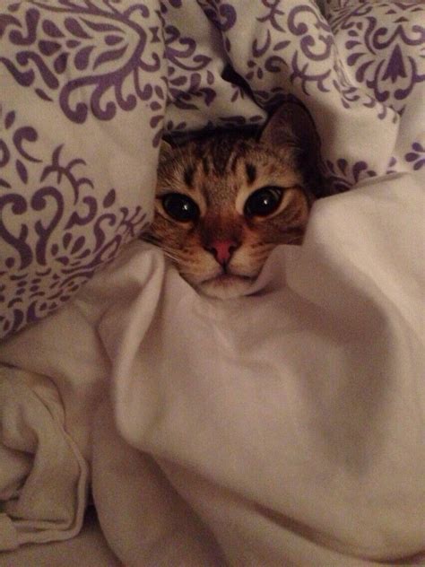 All Tucked In And Ready For Bed Cat Cats Catlovers