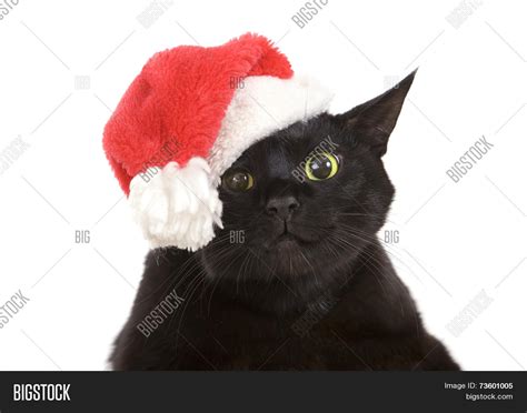 Black Cat Santa Cute Image And Photo Free Trial Bigstock