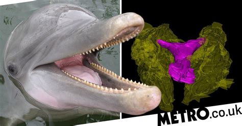 Female Dolphins Have Sex Organs So Similar To Humans They Could Have