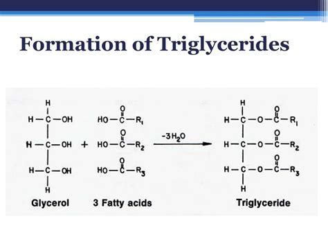 Difference Between Fatty Acids And Triglycerides Cxifi