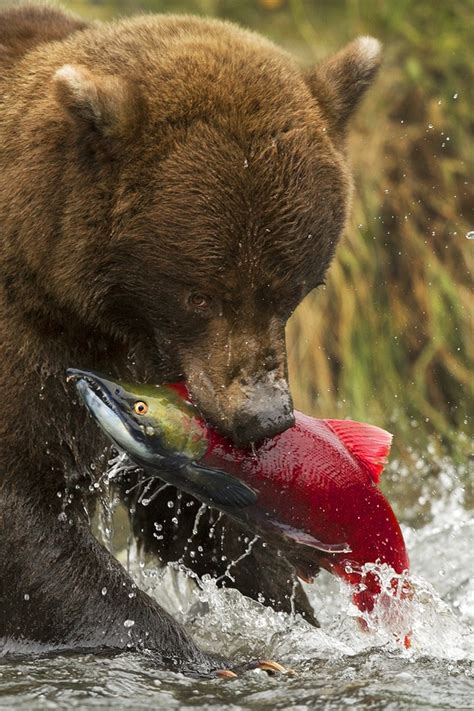 1000 Images About Grizzlies And Gold With Hit It Rich On Pinterest