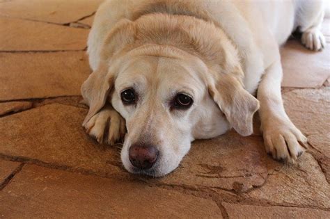 Fatty Tumors In Dogs Holiday Barn Pet Resorts