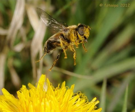 Vermi Falene E Insetti Visti Al Microscopio Focusit