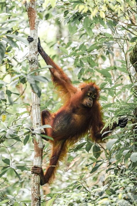Discovering Indonesias Wildlife From Orangutans To Komodo Dragons