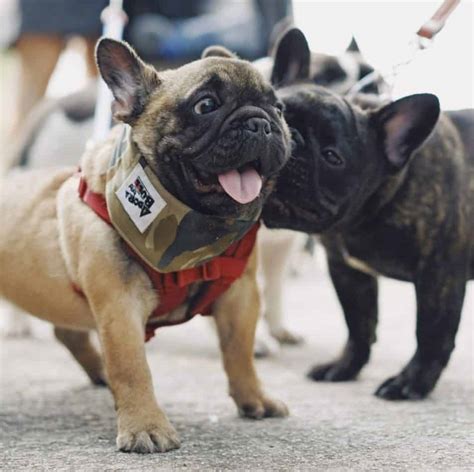 What age do puppies calm down. At What Age do French Bulldogs Calm Down and Tips to Help that Happen - The Bulldog Blog