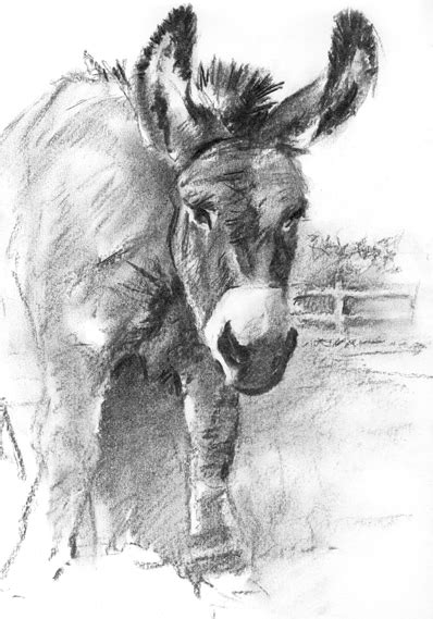 Charcoal Sketches Devon Donkeys Nick Watton Artist And Illustrator
