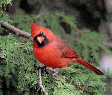 Barry The Birder Rare Yellow Northern Cardinal Becoming Less Rare