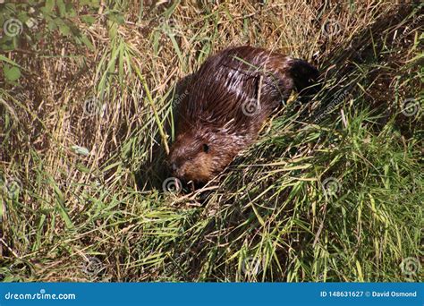 A Beaver On Dry Land Stock Image Image Of Cute Environment 148631627