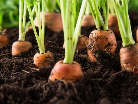 Learn How To Grow Carrots In The Garden Gardening Know How