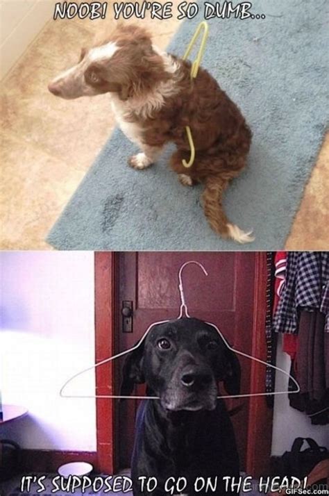 50 Funniest Dog Memes Of All Time