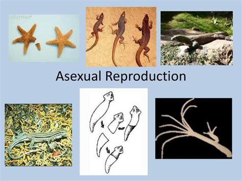 Asexual Reproduction In Animals And Examples Definition 54 Off
