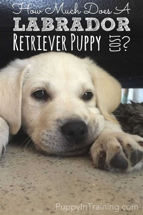 How Much Does A Labrador Retriever Puppy Cost Puppy In Training