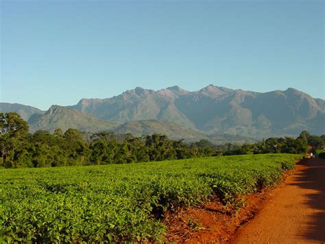 #assam invites to you come and walk in the forests of nameri to experience it's scenic beauty and biodiversity. Malty Assam Black Tea - The Tao of Tea