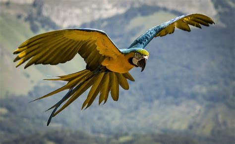 Blue Yellow Macaw Parrot Hd Wallpaper Desktop Background 766