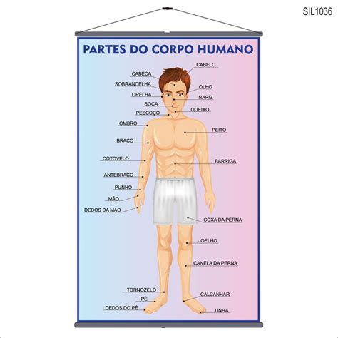 Parte Do Corpo Humano Com A Letra D