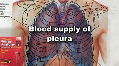 Blood Supply Of Pleura Lungs Complete And Easy Explanation Youtube