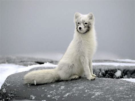 Fox Wallpapers White Long Fox Picture 793
