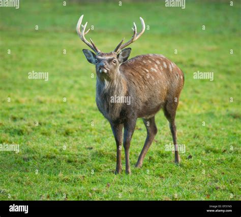 Mammal Deer Sika Hi Res Stock Photography And Images Alamy